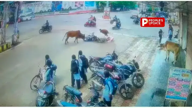 बड़ा हादसा टला,सड़क पर लड़ते सांडों ने स्कूटी सवार महिला को पटका, CCTV में कैद हुआ पूरा VIDEO