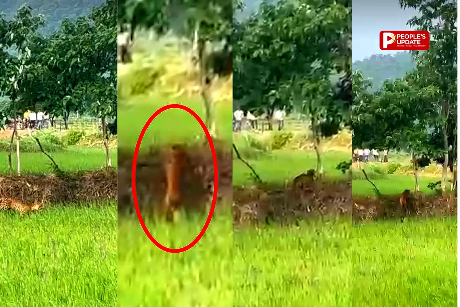 कवर्धा के खेतों में घुसा आदमखोर तेंदुआ,4-5 बकरियों का कर चुका शिकार,गांव में दहशत का माहौल