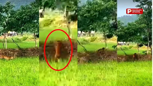 कवर्धा के खेतों में घुसा आदमखोर तेंदुआ,4-5 बकरियों का कर चुका शिकार,गांव में दहशत का माहौल