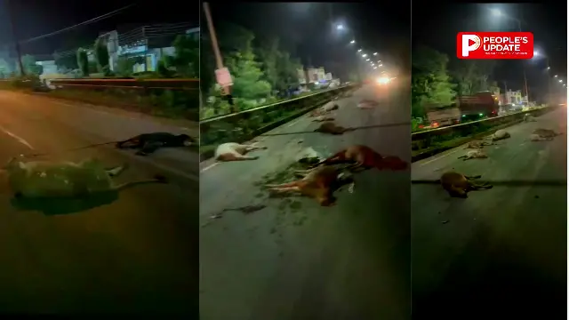 कांकेर में फिर 14 गौवंशों की दर्दनाक मौत,नेशनल हाईवे पर अज्ञात वाहन ने रौंदा