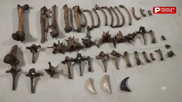 छग बार्डर में बाघ की 43 हड्डियां, 2 दांत और जिंदा पेंगोलिन के साथ अंतरराज्यीय तस्करी गिरोह के 6 सदस्य गिरफ्तार