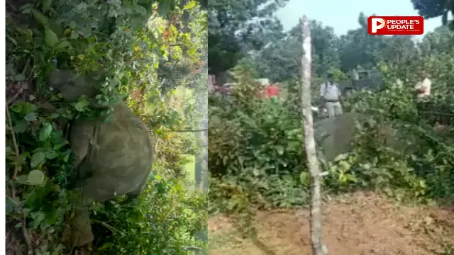 अंबिकापुर में करंट से हाथी शावक की तड़पकर मौत, रातभर चिंघाड़ता रहा 27 हाथियों का दल
