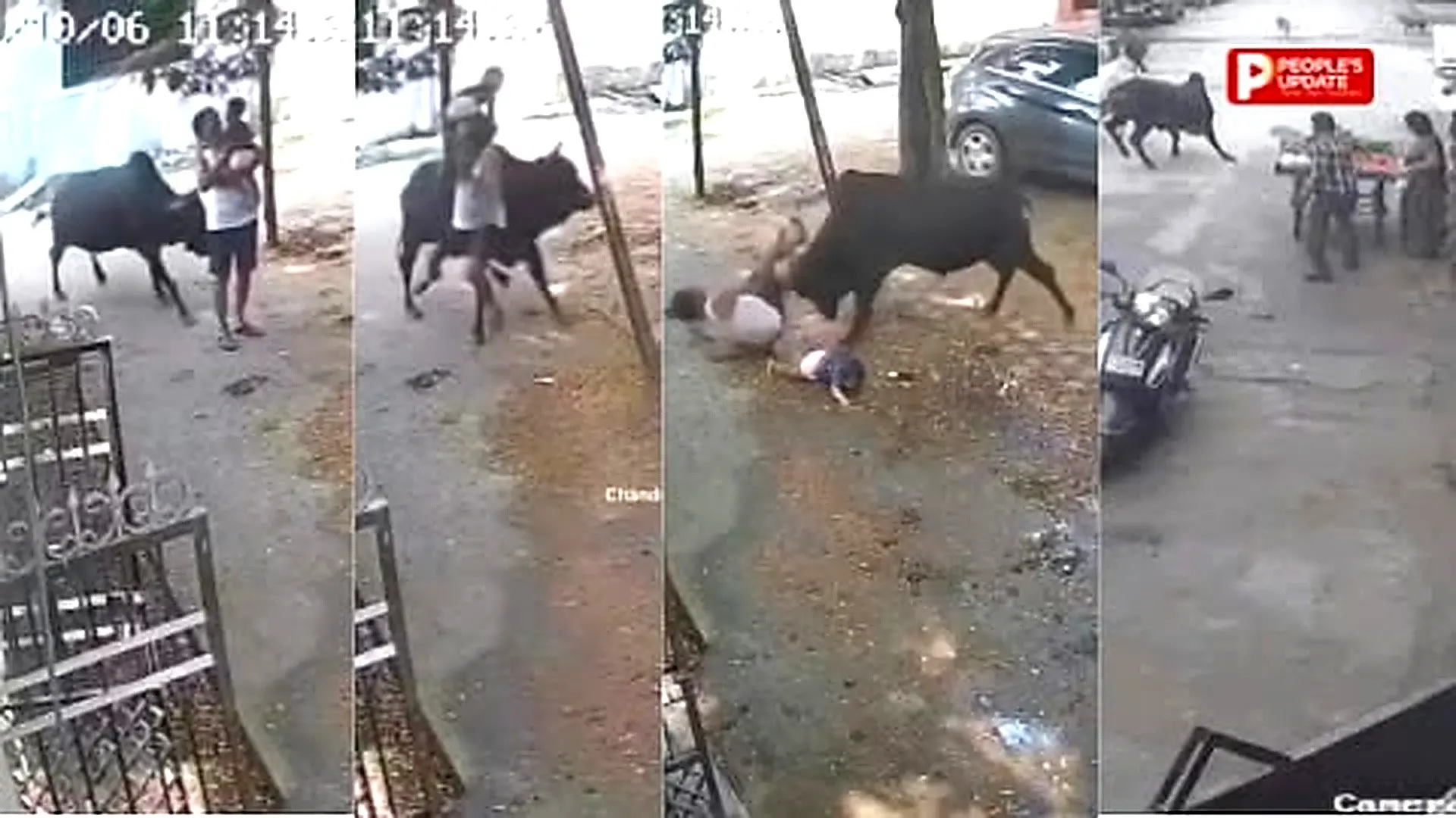 रायपुर में सांड का आतंक: कांग्रेस नेता समेत 15 घायल,बच्चे को गोद में लिए बुजुर्ग पर हमला
