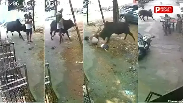 रायपुर में सांड का आतंक: कांग्रेस नेता समेत 15 घायल,बच्चे को गोद में लिए बुजुर्ग पर हमला