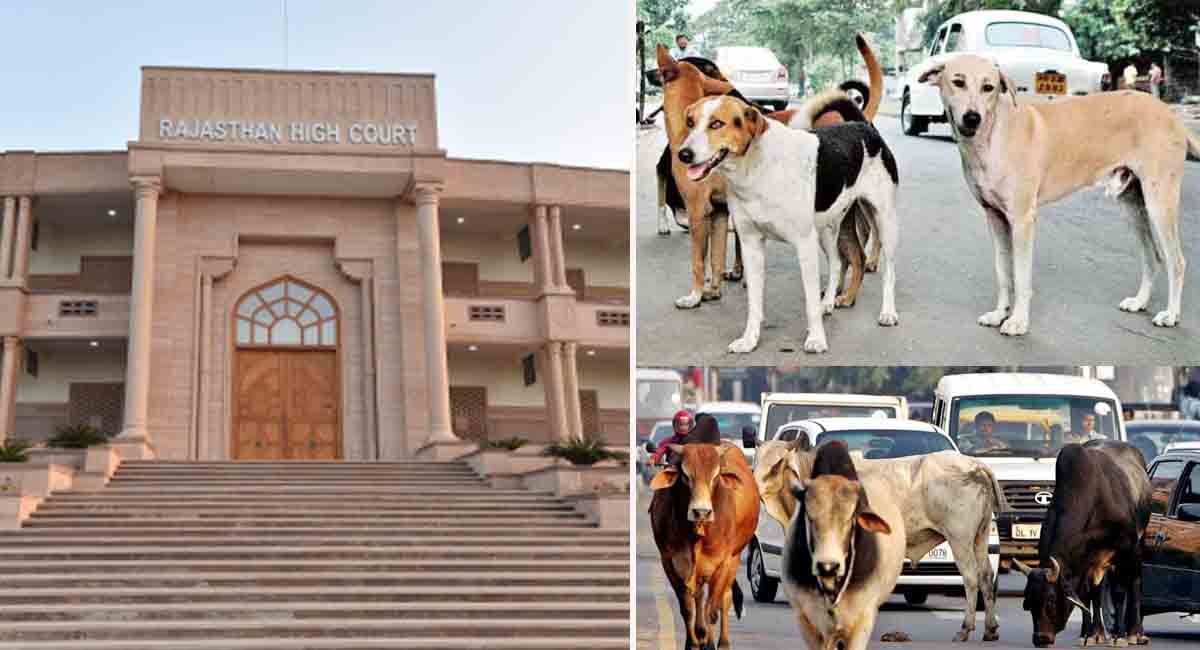 राजस्थान हाईकोर्ट का कड़ा रुख, आवारा कुत्तों और पशुओं पर कार्रवाई के आदेश, बाधा डालने पर होगी FIR