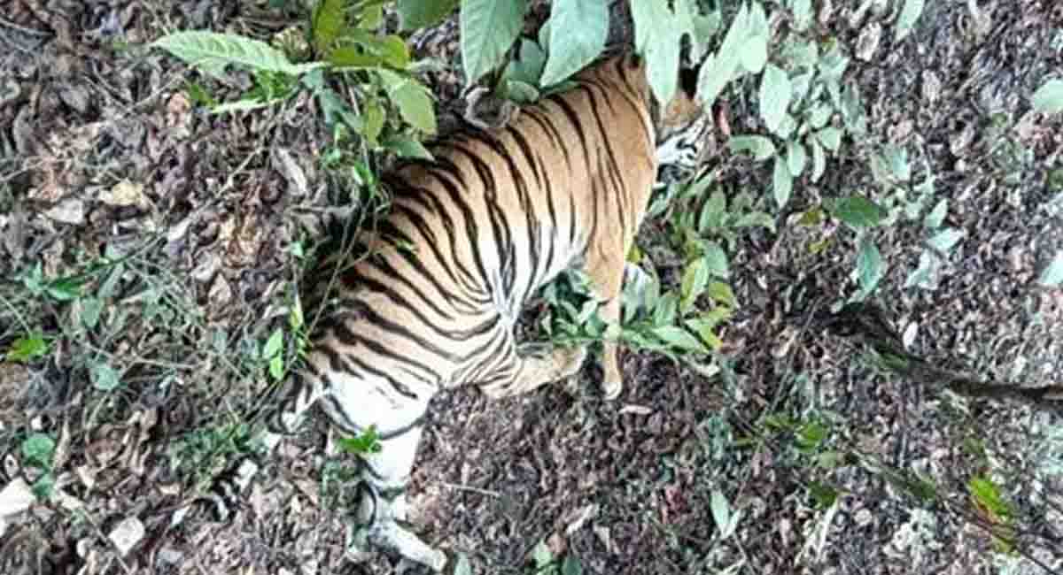 सीधी के संजय टाइगर रिजर्व में करंट लगने से बाघिन की मौत, शिकारियों पर उठे सवाल