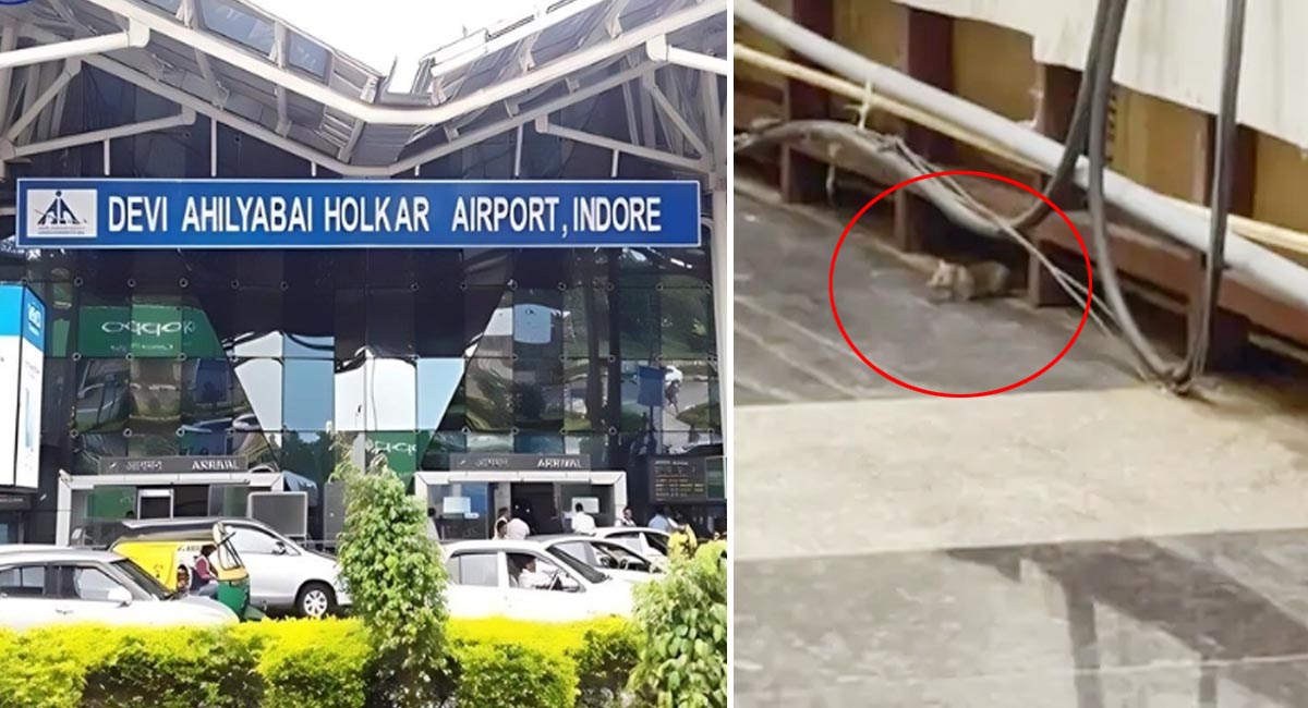 इंदौर एयरपोर्ट पर चूहों का आतंक, यात्री की पैंट में घुसा और काटा, बेंगलुरु में लगवाया रेबीज का इंजेक्शन