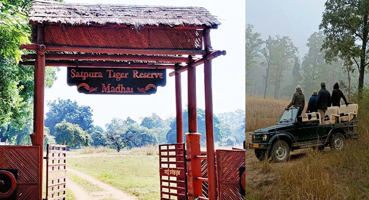 पर्यटकों को करना होगा इंतजार... बारिश से बिगड़े रास्ते, अब 11 अक्टूबर से खुलेंगे सतपुड़ा टाइगर रिजर्व के गेट