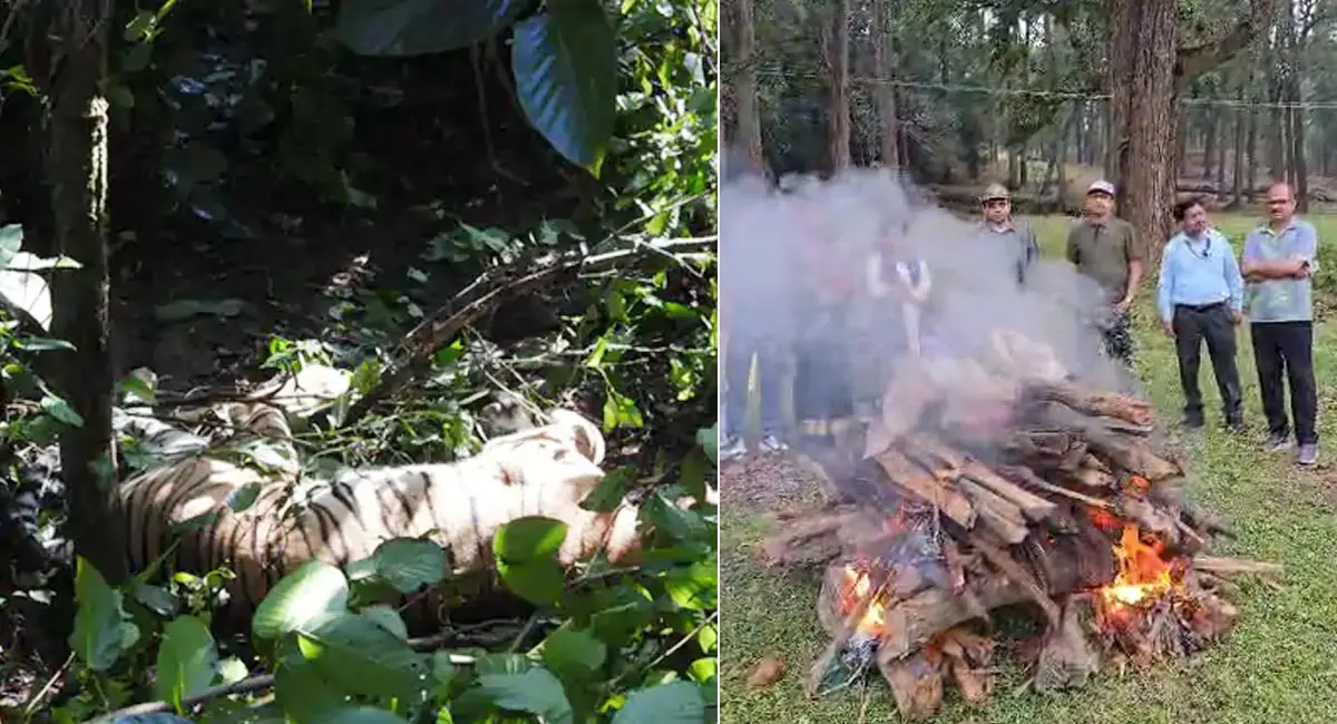 कान्हा टाइगर रिजर्व में एक दिन में 3 बाघों की मौत, प्रबंधन में मचा हड़कंप