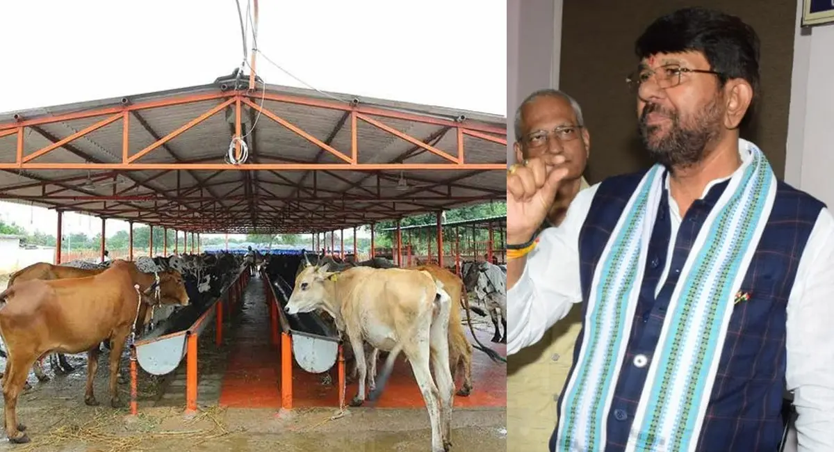 देश की गौशालाओं के गोवंशों को लगेगी अब चिप, प्रदेश के पशुपालन विभाग के मंत्री लखन पटेल की पहल