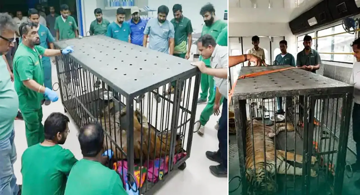 रायपुर जंगल सफारी की बाघिन ‘बिजली’ नहीं रही, इलाज के दौरान वनतारा में मौत, पिता जहां से आए थे वहीं ली अंतिम सांस