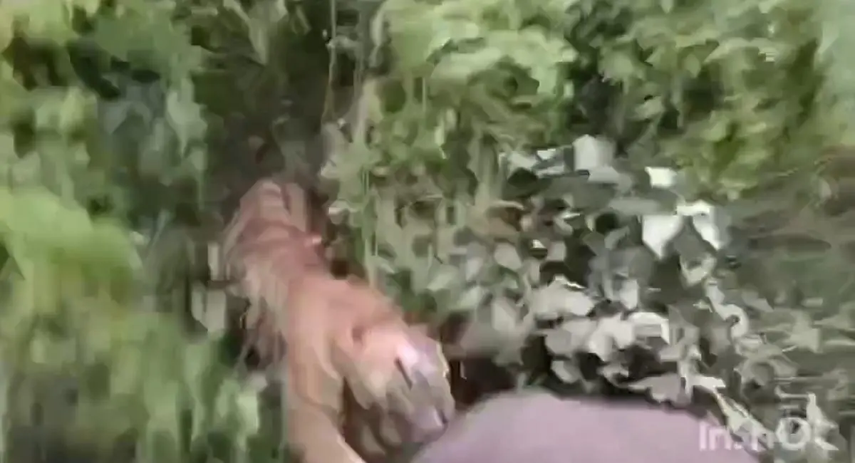 बांधवगढ़ टाइगर रिजर्व में बाघ ने किया हाथी पर हमला, महावत घायल, गांव के पास गश्ती के दौरान हुआ हादसा