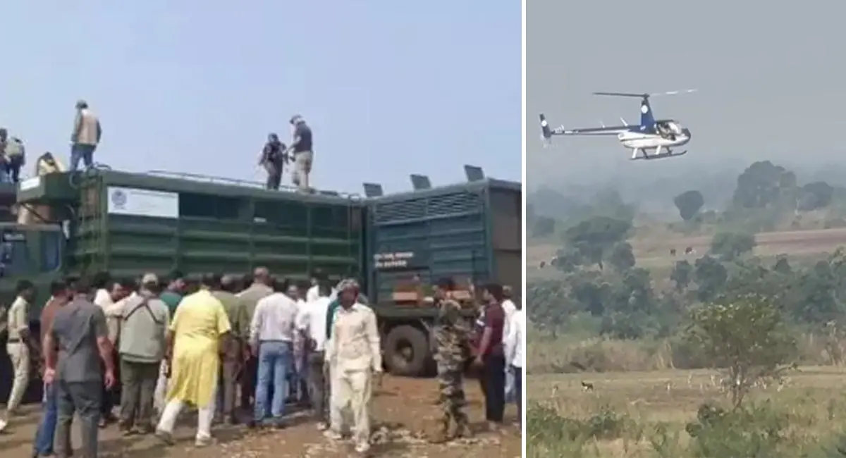 शाजापुर से 45 काले हिरणों को पकड़ा और गांधी सागर अभयारण्य में छोड़ा, हेलीकॉप्टर से लगाया गया हांका