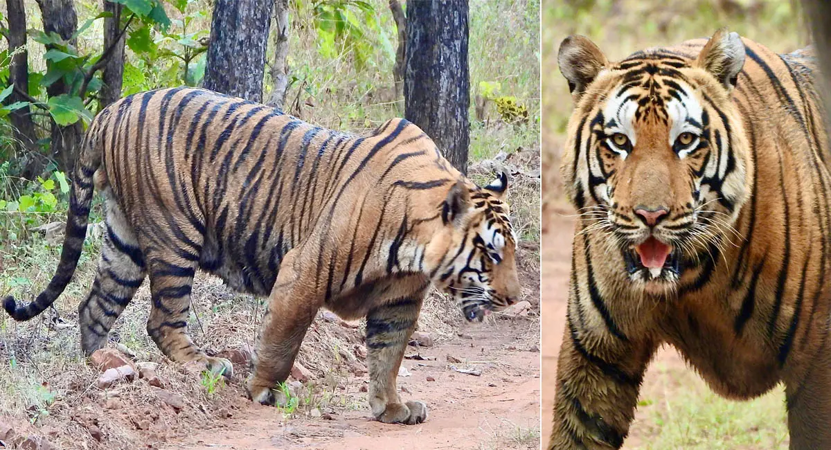 रातापानी टाइगर रिजर्व में दिखा 300 किलो का विशाल बाघ ‘रूद्राक्ष’, शिकार ने किया दंग