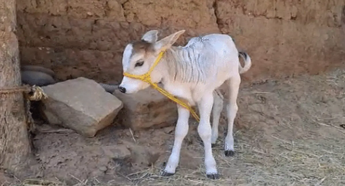 जशपुर में AI से हुआ दुनिया की सबसे छोटी गाय का जन्म, 2000 रुपए प्रति लीटर बिकता है दूध