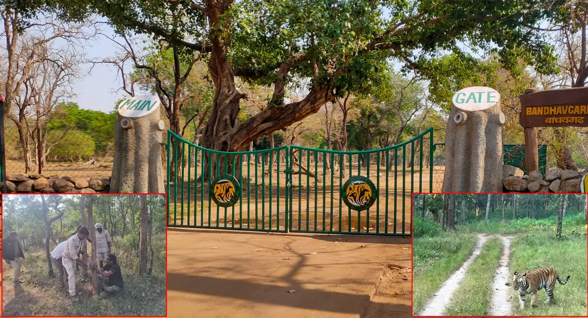 बांधवगढ़ टाइगर रिजर्व और वन मंडल में बाघ गणना शुरू, उमरिया में 28 प्रशिक्षित सदस्यीय टीम तैनात