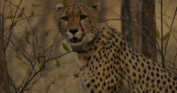 कूनो नेशनल पार्क में मादा चीता नभा की मौत, इलाज के दौरान तोड़ा दम