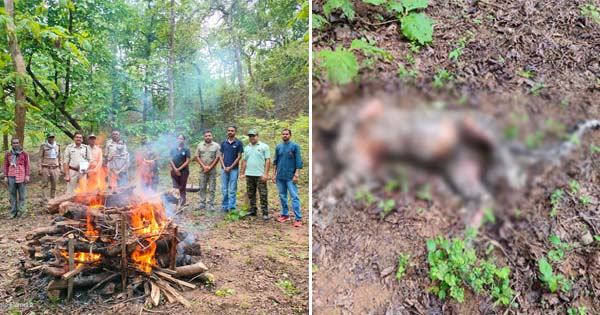 सतपुड़ा टाइगर रिजर्व में मिला वयस्क तेंदुए का शव, आपसी संघर्ष से मौत की आशंका, जंगल में किया अंतिम संस्कार