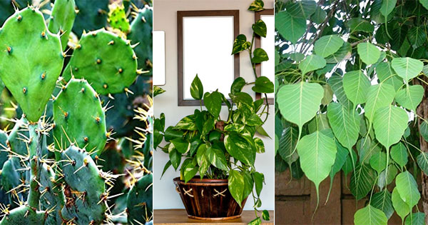 Vastu Tips : घर के मुख्य द्वार के पास भूलकर भी न लगाएं ये पौधे, वरना बढ़ सकती है नकारात्मकता और अशांति