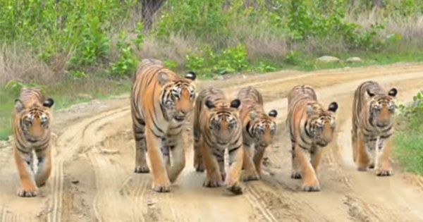 मढ़ई में दिखा टाइगर फैमिली का नजारा, 5 शावकों के साथ सैर करती बाघिन, वन विभाग की सतर्क गश्त जारी