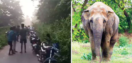 रायगढ़ में हाथियों का आतंक, बच्चे-महिला समेत 3 लोगों को उतारा मौत के घाट, घर भी ढहा दिया