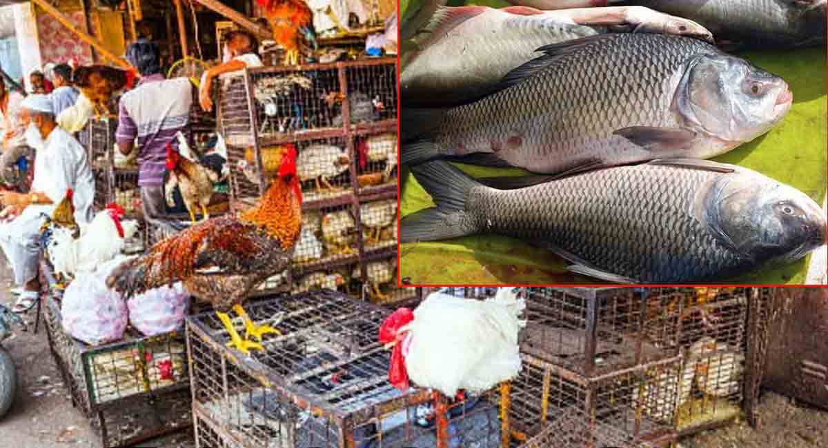 भोपाल में नहीं बिकेगा मांस-मछली! पकड़े जाने पर लाइसेंस रद्द और कार्रवाई के निर्देश, नगर निगम ने जारी किया आदेश