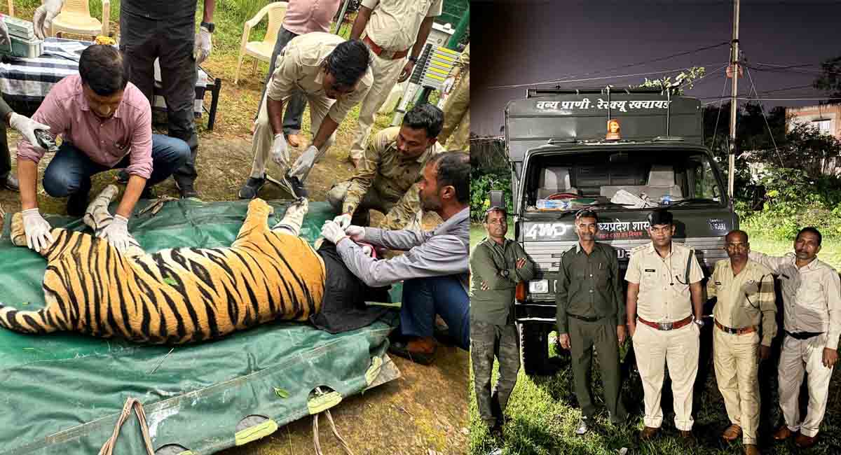 बांधवगढ़ टाइगर रिजर्व से भोपाल के वन विहार पहुंची बाघिन, तीन महीने की निगरानी के बाद लिया फैसला
