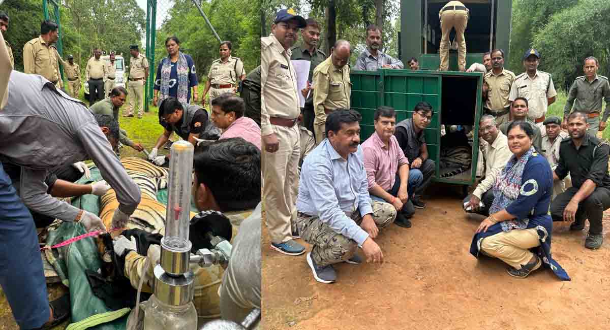 तीन वर्षीय बाघिन बांधवगढ़ से रेस्क्यू कर वन विहार भेजी गई - फोटो : पीपुल्स अपडेट