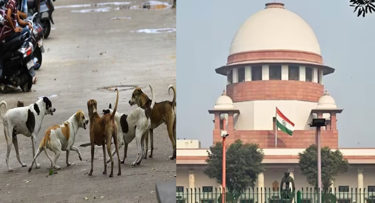 दिल्ली-NCR में आवारा कुत्तों पर सुप्रीम कोर्ट का सख्त आदेश, शेल्टर भेजने से रोकने वालों पर चलेगा अवमानना का केस