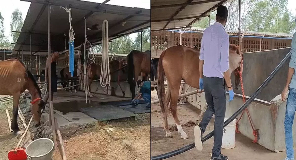 जबलपुर में 57 घोड़ों में से 19 की मौत, प्रशासन ने दर्ज की FIR, फार्म मालिक और हैदराबाद की एक कंपनी पर पशु क्रूरता का आरोप