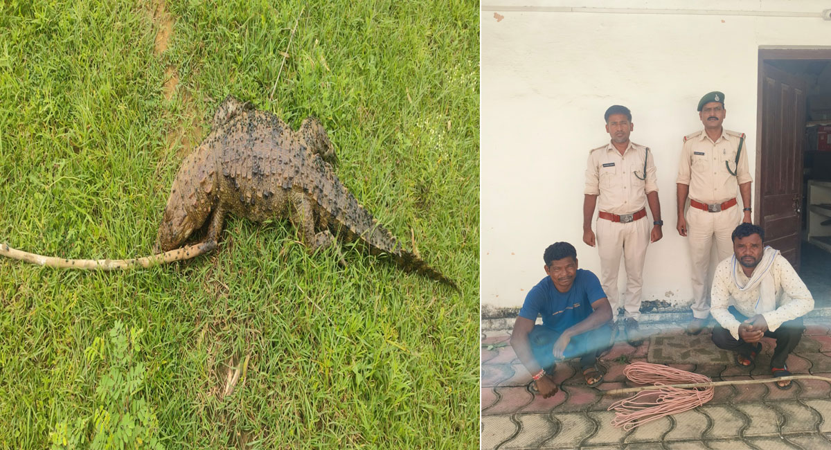 सोहागपुर में करंट से मगरमच्छ की मौत, दो आरोपी गिरफ्तार; वन विभाग की कार्रवाई