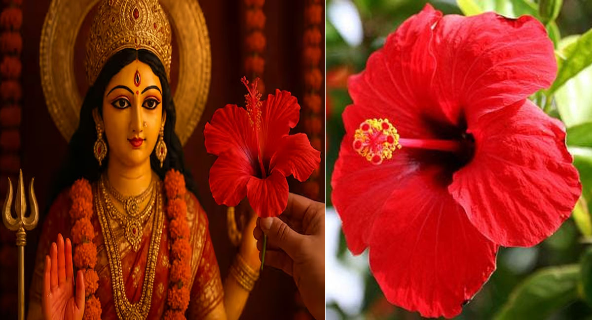 नवरात्र में मां दुर्गा को क्यों चढ़ाया जाता है लाल गुड़हल का फूल? श्रद्धा, प्रेम और समृद्धि का प्रतीक