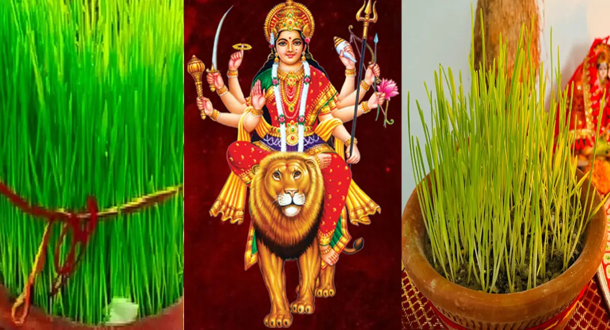 नवरात्रि में क्यों बोए जाते हैं जवारे? जानें महत्व और खास मान्यताएं