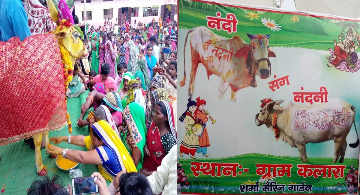 7 साल पहले बैल नंदीश्वर से हुई थी गाय नंदिनी की शादी, फिर अंतिम संस्कार तक निभाई पूरी परंपरा