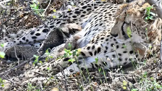 मादा चीता गामिनी ने 4 शावकों को दिया जन्म, CM मोहन यादव ने दी बधाई