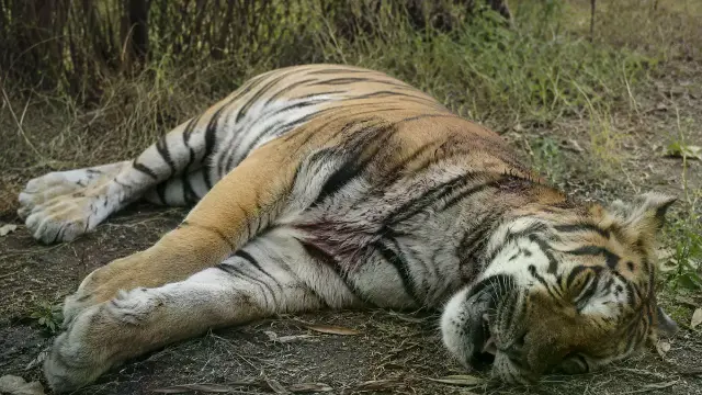 नर बाघ 'महावीर' ने तोड़ा दम, दो महीने में 8वीं मौत!