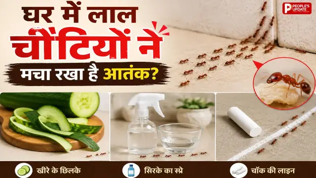 घर में लाल चींटियों से हैं परेशान? आज ही अपनाएं ये आसान घरेलू उपाय