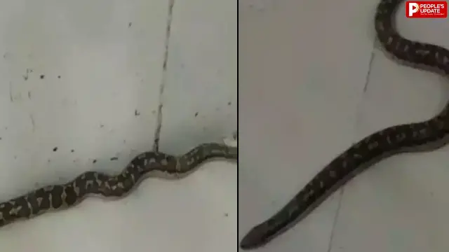 सतना जिला अस्पताल के लेबर रूम में घुसा अजगर, मरीजों और स्टाफ में मचा हड़कंप