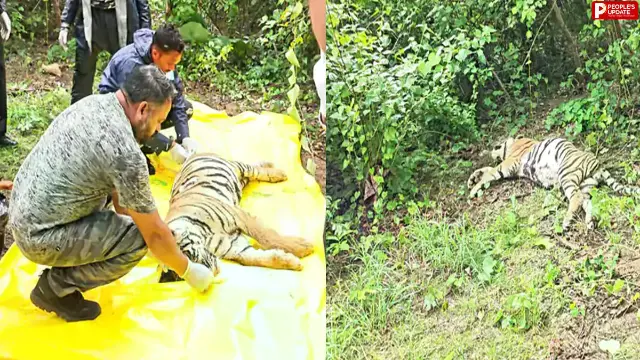 विश्व बाघ दिवस पर मिला नर बाघ का शव, आपसी संघर्ष से मौत की आशंका
