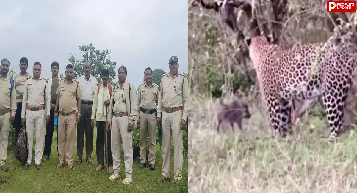 छिंदवाड़ा में 3 शावकों के साथ दिखी मादा तेंदुआ, गांव में दहशत; वन विभाग ने जारी किया अलर्ट