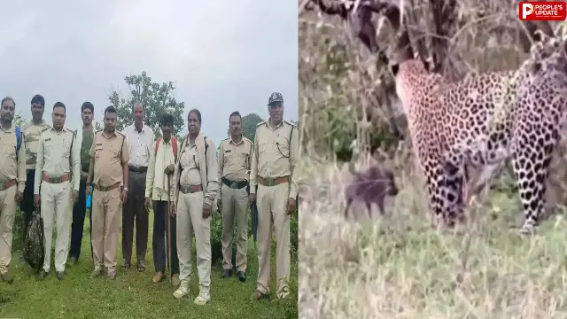 छिंदवाड़ा में 3 शावकों के साथ दिखी मादा तेंदुआ, गांव में दहशत; वन विभाग ने जारी किया अलर्ट