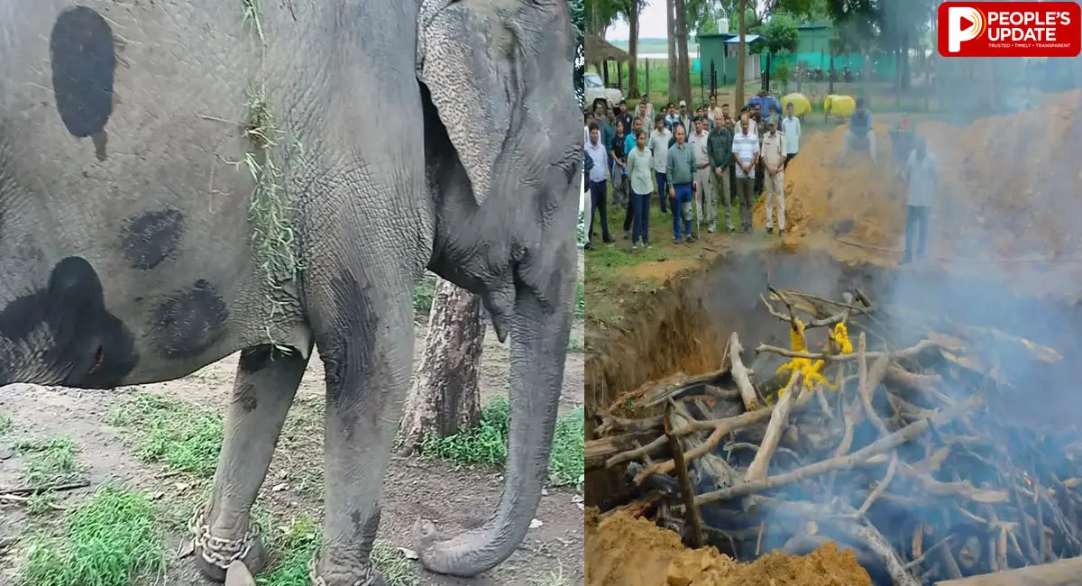 सतपुड़ा टाइगर रिजर्व में हथनी ‘स्मिता’ की मौत से हड़कंप, जांच के लिए बनेगी SIT