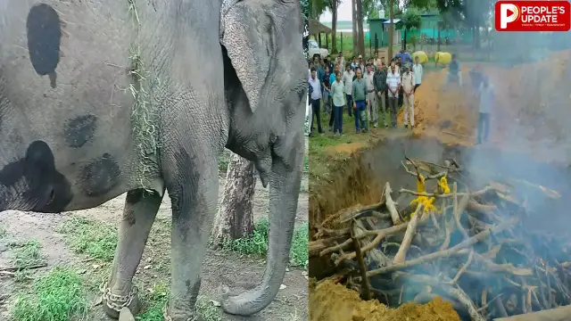 सतपुड़ा टाइगर रिजर्व में हथनी ‘स्मिता’ की मौत से हड़कंप, जांच के लिए बनेगी SIT