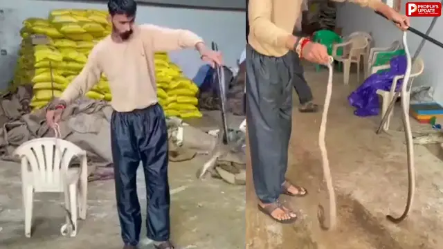 वेयरहाउस में नाग-नागिन का ‘डबल अटैक’, मच गई भगदड़