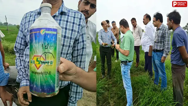 धान की फसल खराब होने से किसानों में चिंता, कृषि विभाग ने विल सुपर की बिक्री पर लगाई रोक; जांच के लिए भेजे गए सैंपल