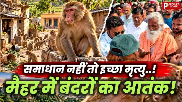 मैहर में बंदरों का आतंक! घरों में घुसकर खाना-सामान ले जाते हैं, ग्रामीणों ने मांगी इच्छा मृत्यु