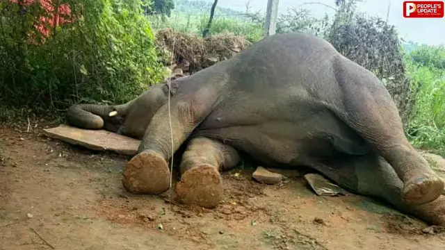 मऊगंज में करंट से हथिनी की मौत, साथी हाथी घंटों तक चिंघाड़ता रहा