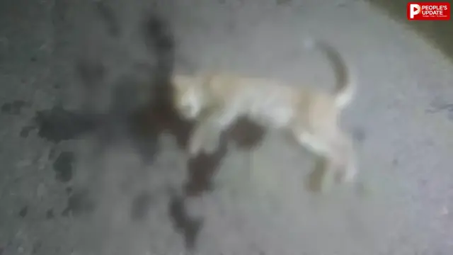 सोहागपुर में मादा तेंदुआ शावक की मौत, झिरिया-मटकुली मार्ग पर अज्ञात वाहन की टक्कर का शक