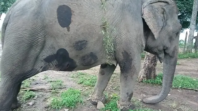 सतपुड़ा टाइगर रिजर्व के चूरना में मादा हाथी ‘स्मिता’ की मौत
