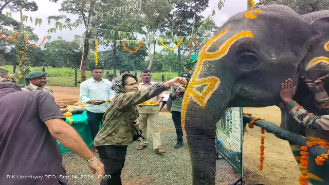 सतपुड़ा टाइगर रिजर्व में सात दिवसीय हाथी महोत्सव का शुभारंभ, छह हाथियों को मिलेगा